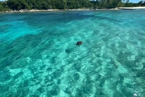 Nassau: Båt till 3 öar med simmande grisar, snorkling och sköldpadda