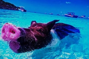 Из Нассау: захватывающий тур по рекламе «Воздух-море» «Плавание свиней»