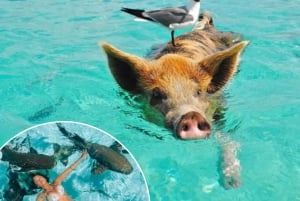 Von Nassau aus:Luft-See-Promotion Atemberaubende TourSchwimmende Schweine