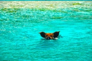 Nassausta:Air-Sea Promotion Hengästyttävä kiertomatkaSwimming Pigs (Uivat siat)