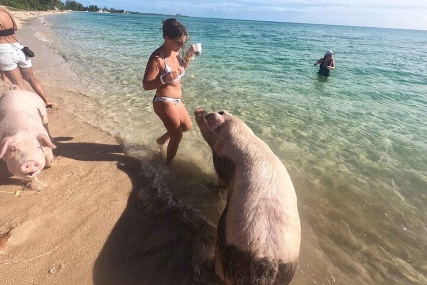 All Inclusive Swim with Pig/Turtle/Snorkel/lunch/Shuttle