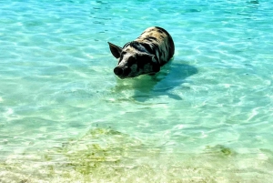 All Inclusive Swim with Pig/Turtle/Snorkel/lunch/Shuttle