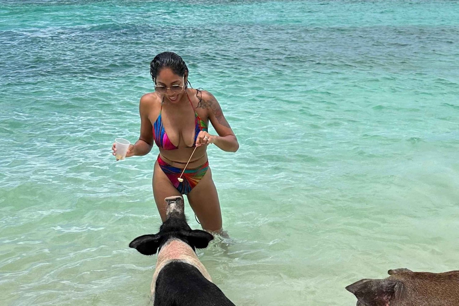 Bahamas: Simmande grisar och snorklingskryssning med lunch och rom