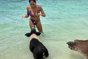 Bahamas: Cruzeiro para nadar com porcos e fazer snorkeling com almoço e rum