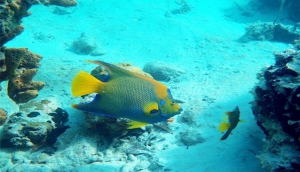 Big Farmer's Cay