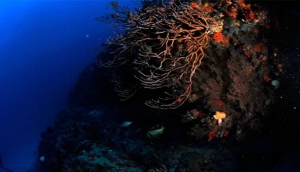 Bimini Road