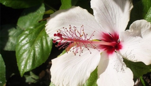 Botanical Gardens