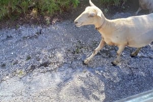 Central Long Island 3 Hour Guided Land Tour