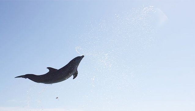 Dolphin Encounters