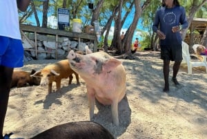 Eventyr på Eleuthera: Gynger, grise og rev