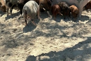 Avontuur in Eleuthera: Schommels, varkens en riffen