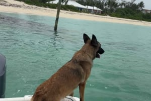 Avontuur in Eleuthera: Schommels, varkens en riffen