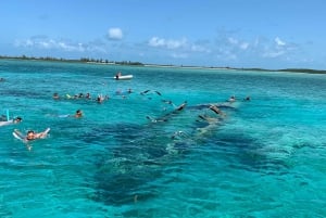 Paradisön: Exuma öluffning och simtur med grisar