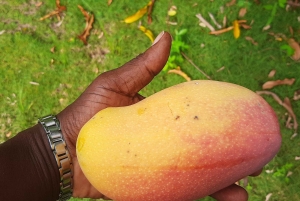 Freeport: Avventura Junkanoo con degustazione della cucina bahamiana