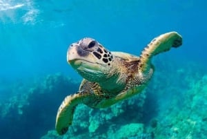 Freeport: Private Highlights Tour and Swim with Turtles