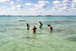 Freeport: Private Highlights Tour and Swim with Turtles