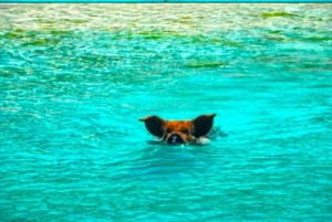 From Exuma: Private Swimming Pigs Tours - Exuma, Bahamas