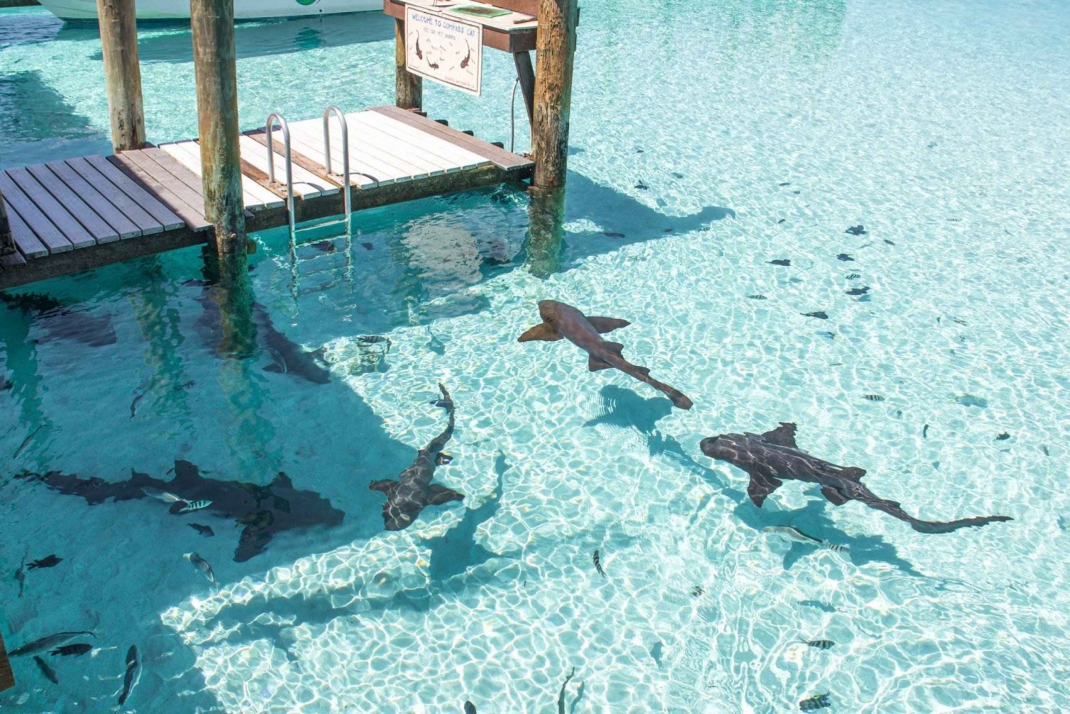 Au départ de Nassau : Excursion d'une journée à Exuma (Iguanes, requins et cochons nageurs)