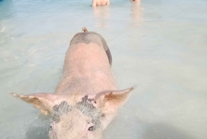 From Nassau: Exuma Iguanas, Sharks & Swimming Pigs Day Tour