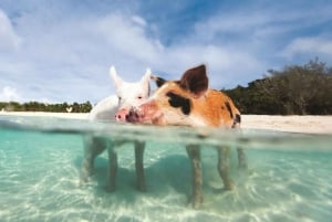 Från Nassau: Exuma dagstur med leguaner, hajar och simmande grisar