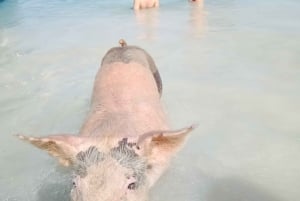 Fra Nassau: Dagstur til Exuma med leguaner, haier og svømmende griser
