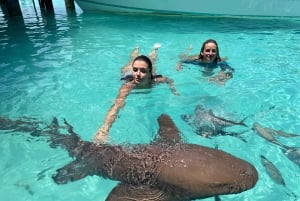 Z Nassau: Exuma Powerboat Tour i Pig Beach z lunchem