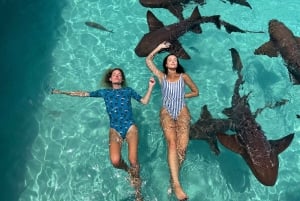 Z Nassau: Exuma Powerboat Tour i Pig Beach z lunchem