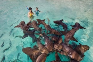 Z Nassau: pływające świnie Exuma, rekiny i nie tylko