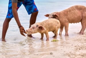 Fra Nassau: Exuma Swimming Pigs, Sharks and More
