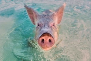 De Nassau: porcos nadadores Exuma, tubarões e muito mais