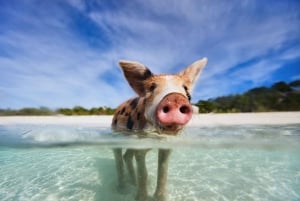 From Nassau: Exuma Swimming Pigs, Sharks and More