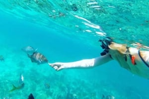 Dia inteiro de navegação e mergulho com snorkel com tartarugas