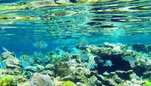 Great Guana Cay