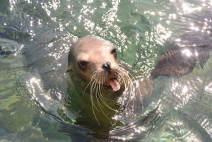 Nassau: Half-Day Guided Cay Cruise, Sea Life Watch & Snorkel