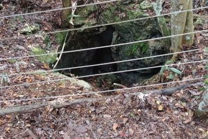 Guided Primeval Nature Walk Tour