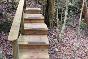 Guided Primeval Nature Walk Tour