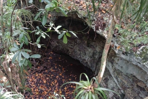 Guided Primeval Nature Walk Tour