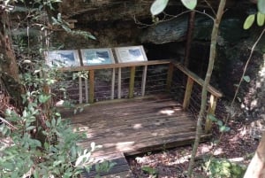 Guided Primeval Nature Walk Tour