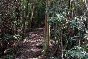 Guided Primeval Nature Walk Tour