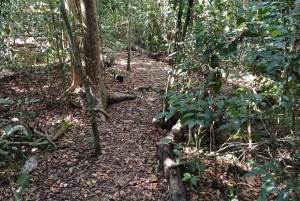 Guided Primeval Nature Walk Tour
