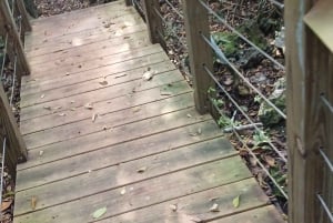Guided Primeval Nature Walk Tour