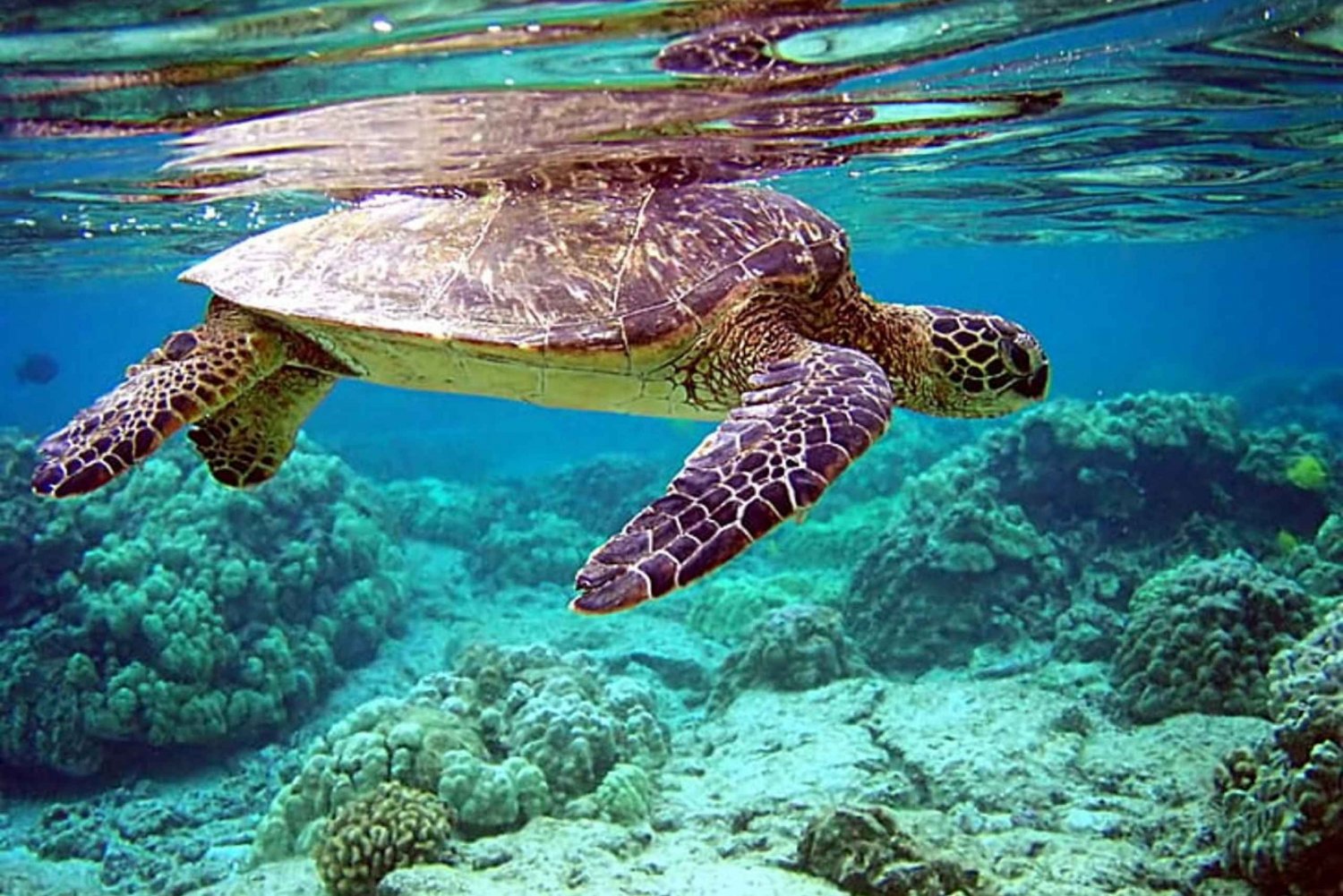 Excursão em grupo de meio dia à Ilha Rosa para nadar com porcos e tartarugas marinhas