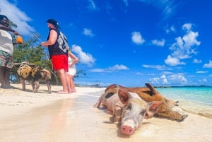 Half Day Rose Island Swimming Pigs and Sea Turtle Group Tour