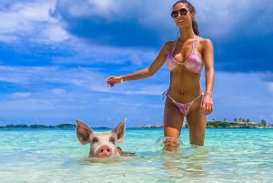 Halvdagstur med svømmende griser og havskilpadder på Rose Island