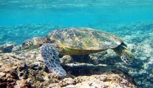 Long Cay