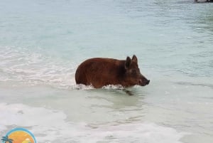 バハマのロングアイランド：終日ガイド付きツアー