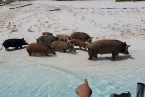 バハマのロングアイランド：終日ガイド付きツアー