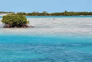 Long Island Bahamas: Guidet tur i en hel dag