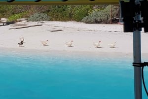 Long Island Bahamas: Guidet tur i en hel dag