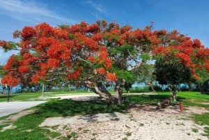 Long Island Bahamas: Guidet tur i en hel dag